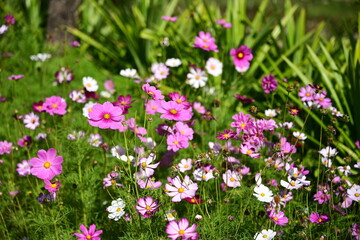 Select focus of Sulfur Cosmos, or Mexican Daisy, Light pink, pink,purple, pinkish white has fragile petals of various colors that bloom in the sunlit garden. Scientific name: Cosmos bipinnatus Cav.
