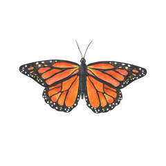 Fototapeta na wymiar Watercolor butterfly isolated on white background. Bright monarch butterfly with orange wings.