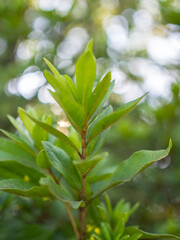 草