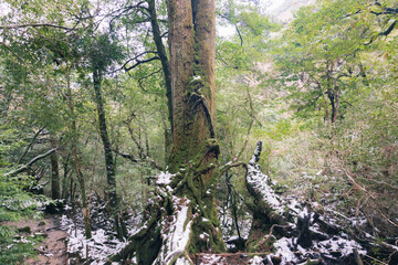  Winter Yaskuhima forest in Kyusyu Japan(World Heritage in Japan)