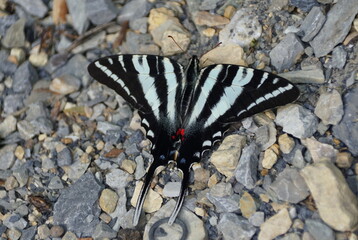 A beautiful black and lime green butterfly on the pile of river rocks