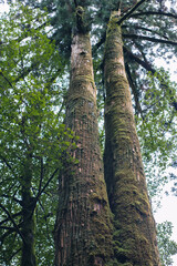 Fototapeta premium Winter Yaskuhima forest in Kyusyu Japan(World Heritage in Japan)