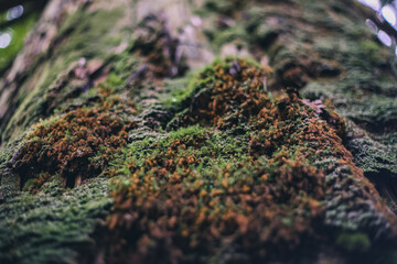  Winter Yaskuhima forest in Kyusyu Japan(World Heritage in Japan)