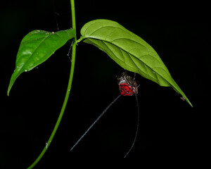 Macracantha arcuata, Long-horned Orbweaver, female in Kaeng Krachan National Park, UNESCO World heritage site in Thailand