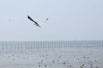 seagulls in flight