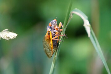 Close up of a cicadas with red wings on the edge of a grass
