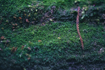  Winter Yaskuhima forest in Kyusyu Japan(World Heritage in Japan)