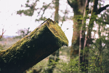  Winter Yaskuhima forest in Kyusyu Japan(World Heritage in Japan)