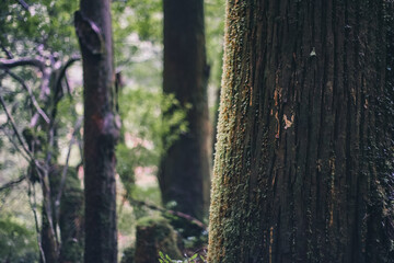  Winter Yaskuhima forest in Kyusyu Japan(World Heritage in Japan)