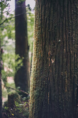  Winter Yaskuhima forest in Kyusyu Japan(World Heritage in Japan)
