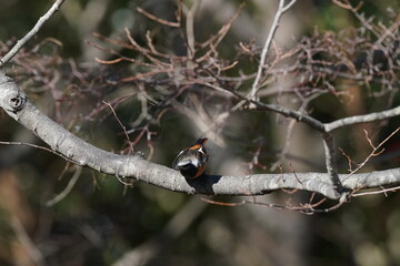 daurian redstart on the branch