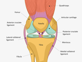 Human Knee joint anatomy. Knee Tendons, anatomical diagram