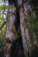  Winter Yaskuhima forest in Kyusyu Japan(World Heritage in Japan)