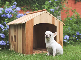 white  short hair  Chihuahua dogs sitting in front of  wooden dog house, smiling and looking at...