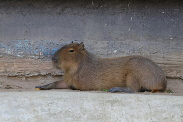 Close up capybara relaxing on the ground