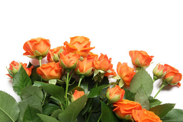 Beautiful bush roses on white background