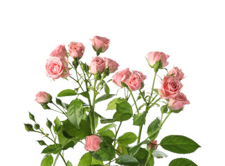 Fototapeta premium Bouquet of beautiful fresh roses on white background