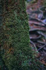  Winter Yaskuhima forest in Kyusyu Japan(World Heritage in Japan)