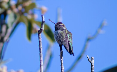 hummingbird on a branch