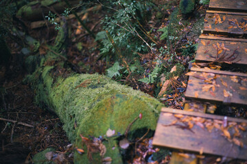 Winter Yaskuhima forest in Kyusyu Japan(World Heritage in Japan)