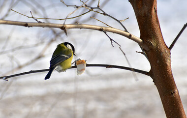The bird tit sits on a tree branch next to the food.