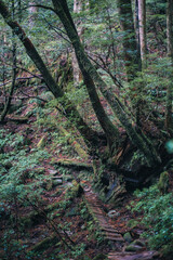 Winter Yaskuhima forest in Kyusyu Japan(World Heritage in Japan)
