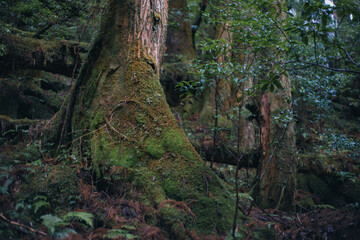 Fototapeta premium Winter Yaskuhima forest in Kyusyu Japan(World Heritage in Japan)