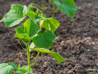 Young green cucumber shoots in the ground in the open ground.