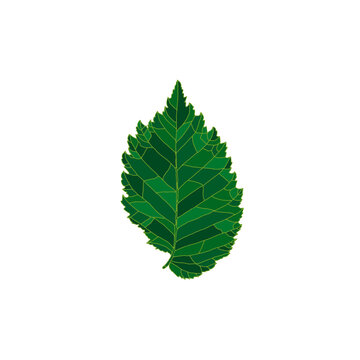 Green silhouette elm tree leaf isolated on white background. Design element for decorating.