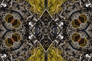 Moss and dry acorns in the forest. Macro of mossy wood flooring and dry fallen branches from trees. Autumn ground natural decoration background