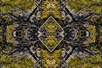 Moss and dry acorns in the forest. Macro of mossy wood flooring and dry fallen branches from trees. Autumn ground natural decoration background