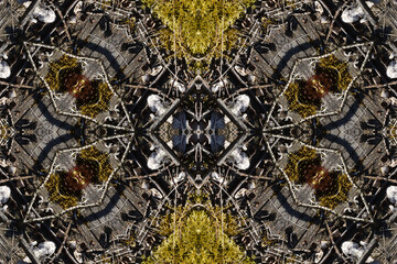 Moss and dry acorns in the forest. Macro of mossy wood flooring and dry fallen branches from trees. Autumn ground natural decoration background