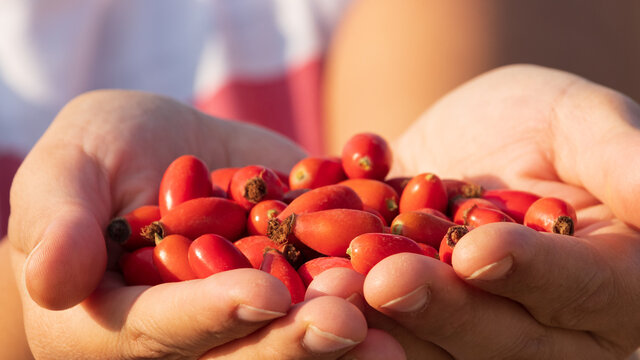 A woman's hand holds rose hips. Closeup rose hip.