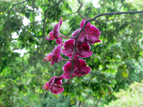 Purple Orchid shot in the mountainous region of Ipiabas, state of Rio de janeiro, Brazil