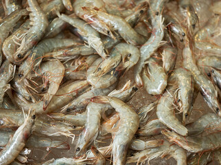 fresh shrimps on the market