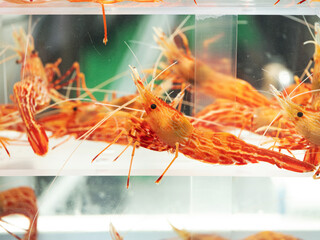 Fresh shrimp in the aquarium