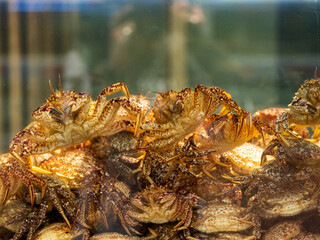 Live crab in the restaurant tank