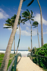 Palm trees on a windy day at the beach