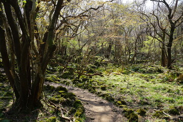 Fototapeta premium a refreshing forest in the sunlight