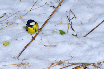 The titmouse bird sits on a stalk of dry grass.