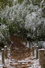 冬の公園の竹林と積雪の風景