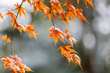 冬の積雪と綺麗な紅葉の風景