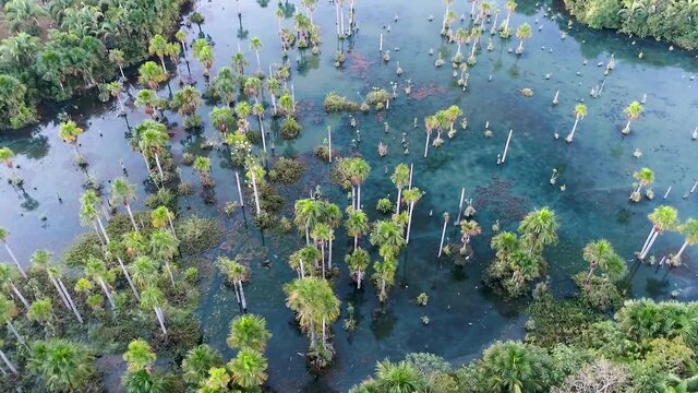 Nature landscape of Amazon Rainforest. Amazon river scenery. Amazonia forest. Aerial nature landscape of famous amazon river scenery.