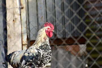 A rooster bird looks at a person with one eye.