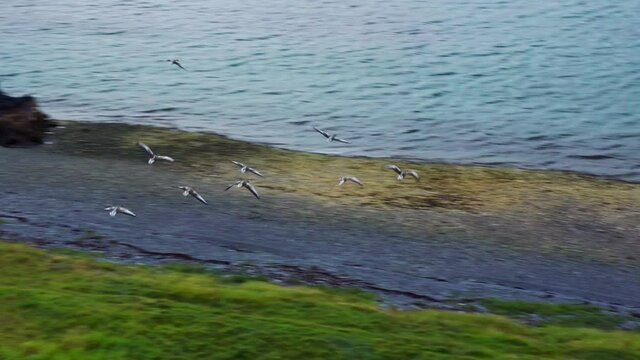 Flock Of Birds Flying Over Green Fields Towards The Ocean Near Gardakirkjugardur In Gardabaer, Iceland.