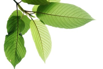 Close up Kratom leaf with sunlight on white isolated background for green foliage backdrop