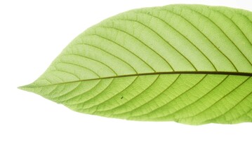 Close up Kratom leaf with sunlight on white isolated background for green foliage backdrop
