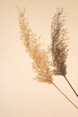 The dry reeds of the pampas cast a shadow against a beige background. Monochrome concept. Japandi...