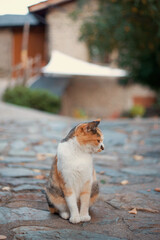 Gato callejero fotografiado en la preciosa población de Surp perteneciente al Pallarse-Sobirà de Lleida en la zona norte de Cataluña, España