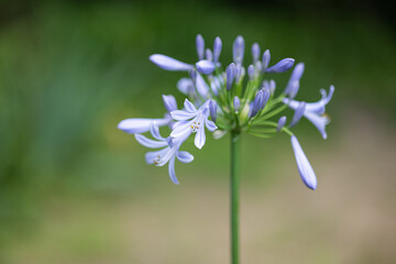 EOSR6.広島市内、比治山フラワー。